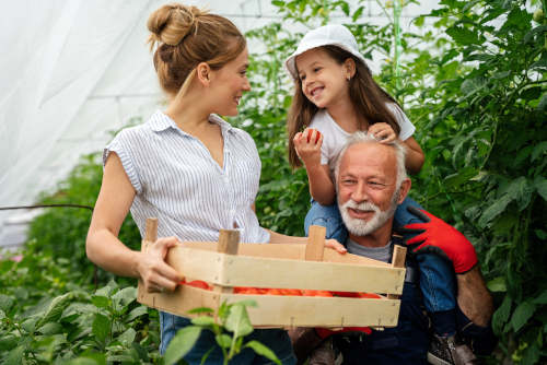 Happy family, generations working together organic farm in greenhouse to grow fresh healthy food